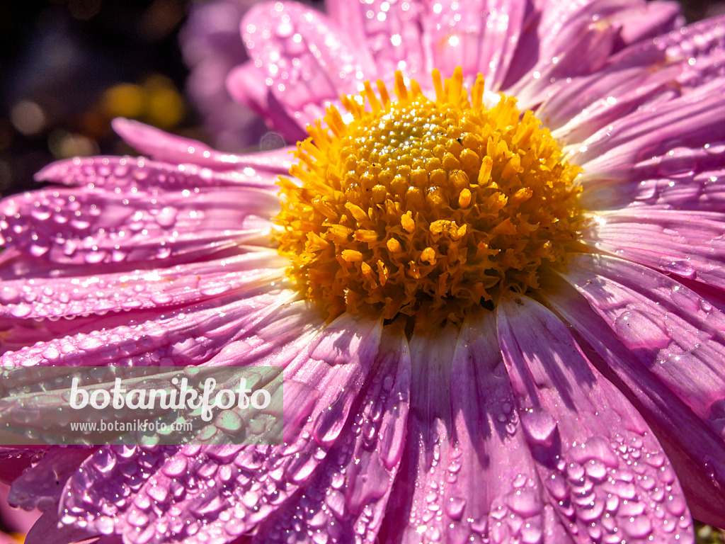 431070 - Chrysanthemum (Chrysanthemum indicum 'Karminriese')