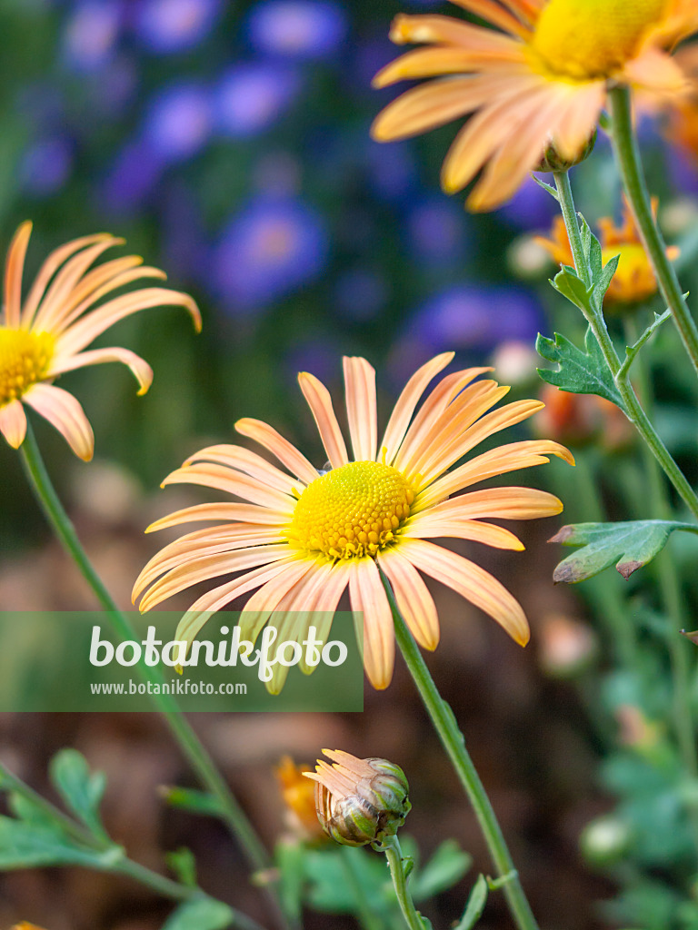 418004 - Chrysanthemum (Chrysanthemum rubellum 'Mary Stoker')