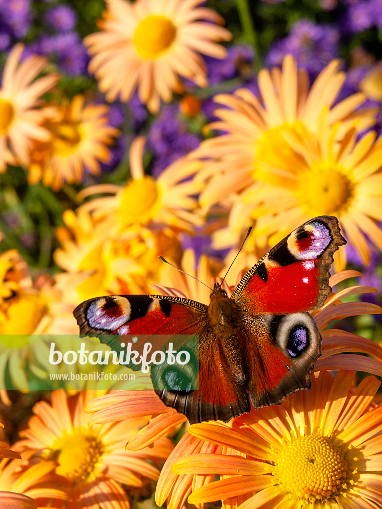 430125 - Chrysanthemum (Chrysanthemum rubellum 'Mary Stoker') and peacock butterfly (Inachis io)