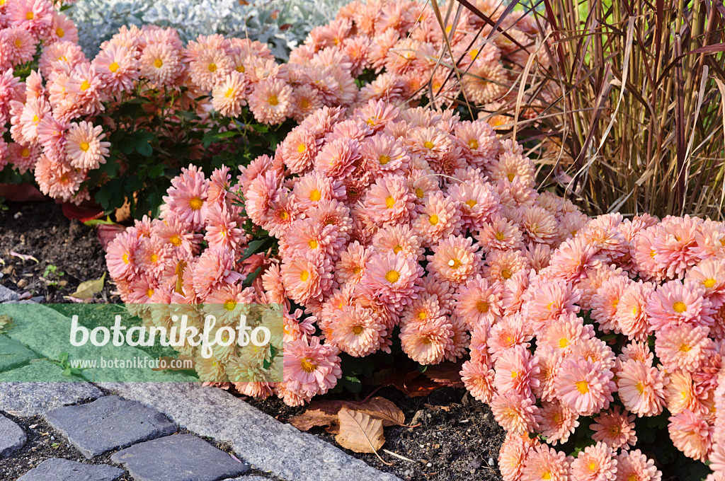 489080 - Chrysanthemums (Chrysanthemum)