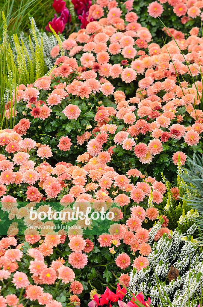 548039 - Chrysanthemums (Chrysanthemum)