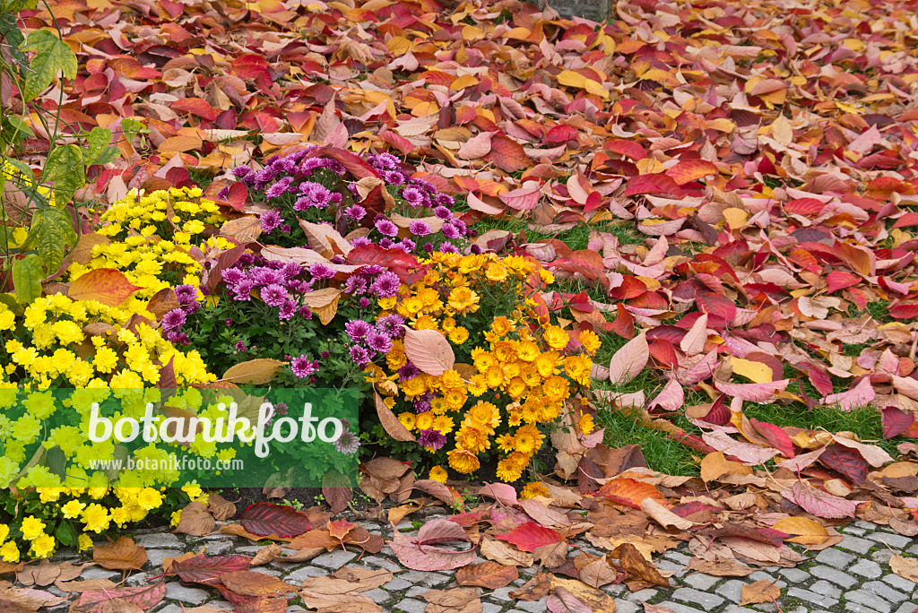 562009 - Chrysanthemums (Chrysanthemum)