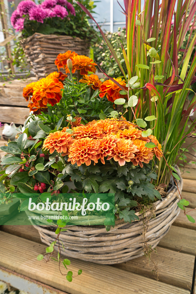 536204 - Chrysanthemums (Chrysanthemum), marigolds (Tagetes) and Japanese blood grass (Imperata cylindrica 'Red Baron' syn. Imperata cylindrica 'Rubra')