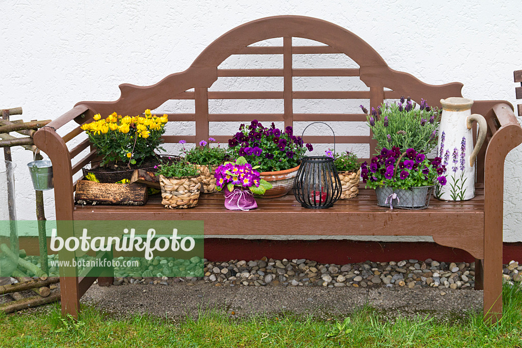 544053 - Chrysanthemums (Chrysanthemum), violets (Viola) and topped lavender (Lavandula stoechas) on a garden bench