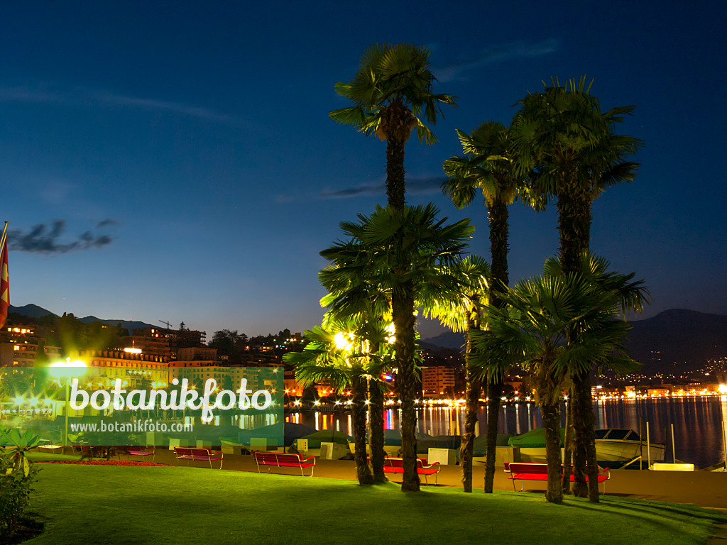 414123 - Chusan palm (Trachycarpus fortunei) at Lago di Lugano, Lugano, Switzerland