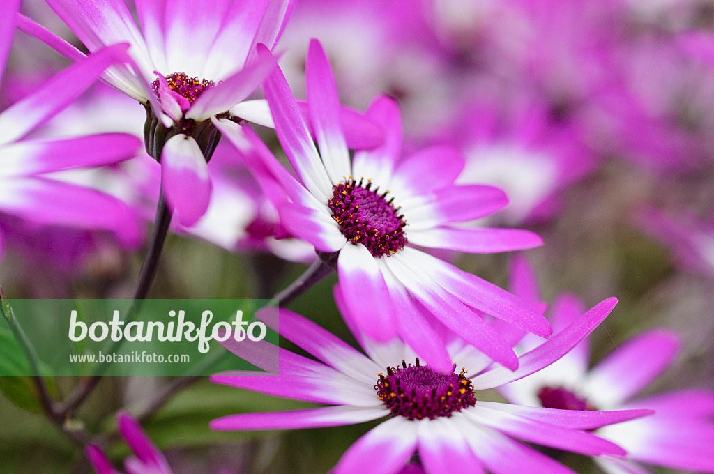 472037 - Cineraria (Pericallis Senetti Magenta Bicolor)