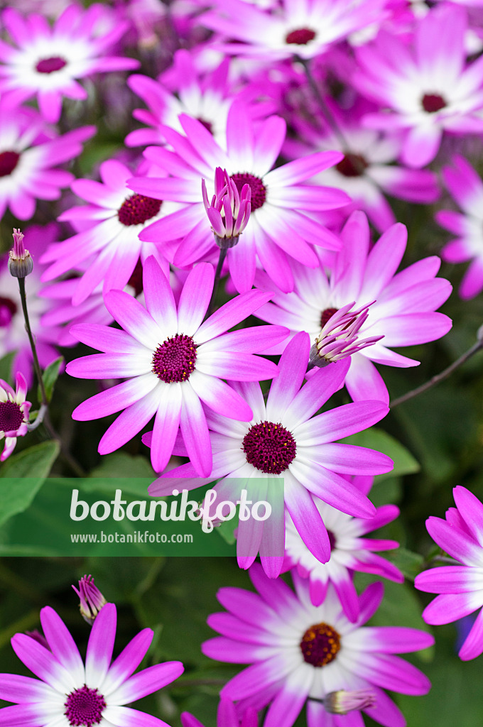 484103 - Cineraria (Pericallis Senetti Magenta Bicolor)