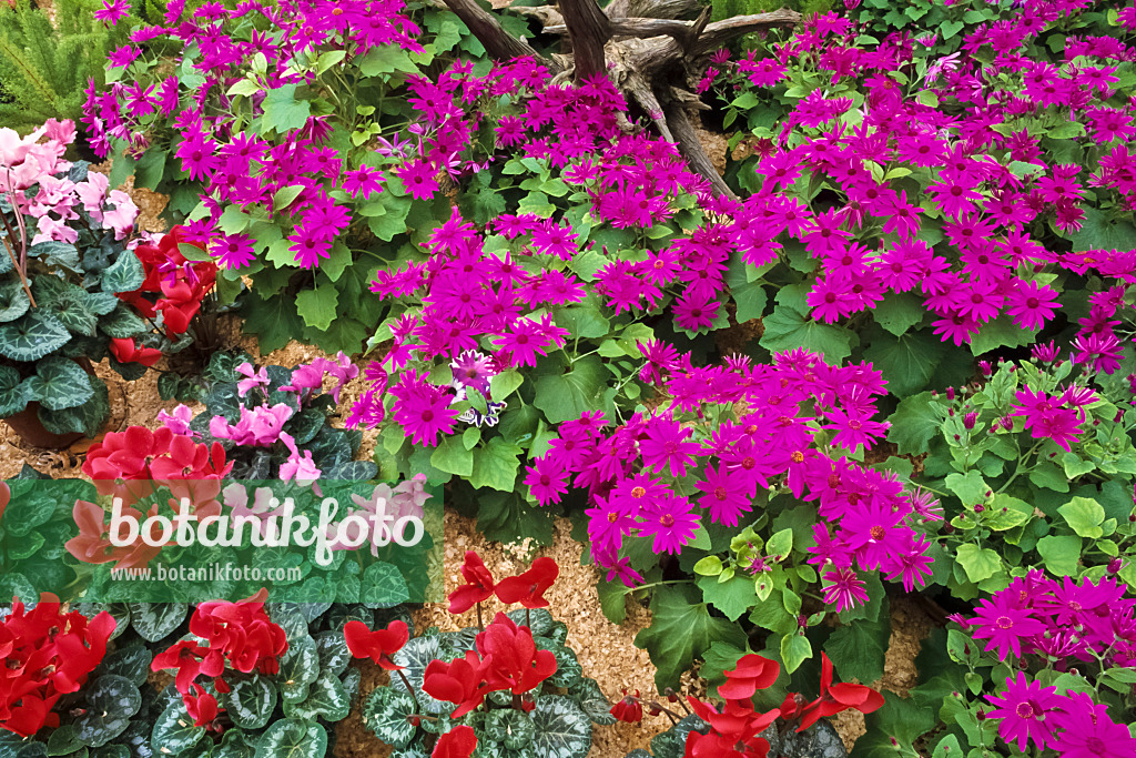 386017 - Cineraria (Pericallis Senetti Magenta) and Cyclamen