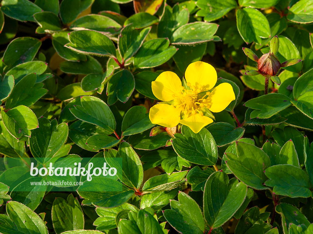 453017 - Cinquefoil (Potentilla ambigua)