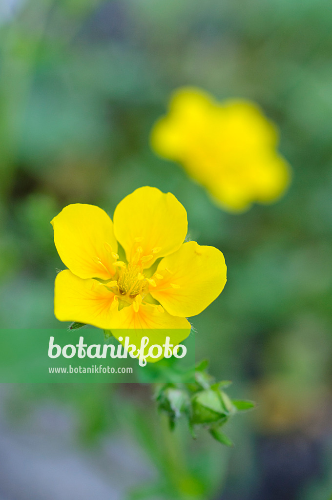 472156 - Cinquefoil (Potentilla pyrenaica)