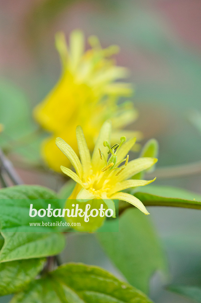 548096 - Citrus-yellow passion flower (Passiflora citrina)