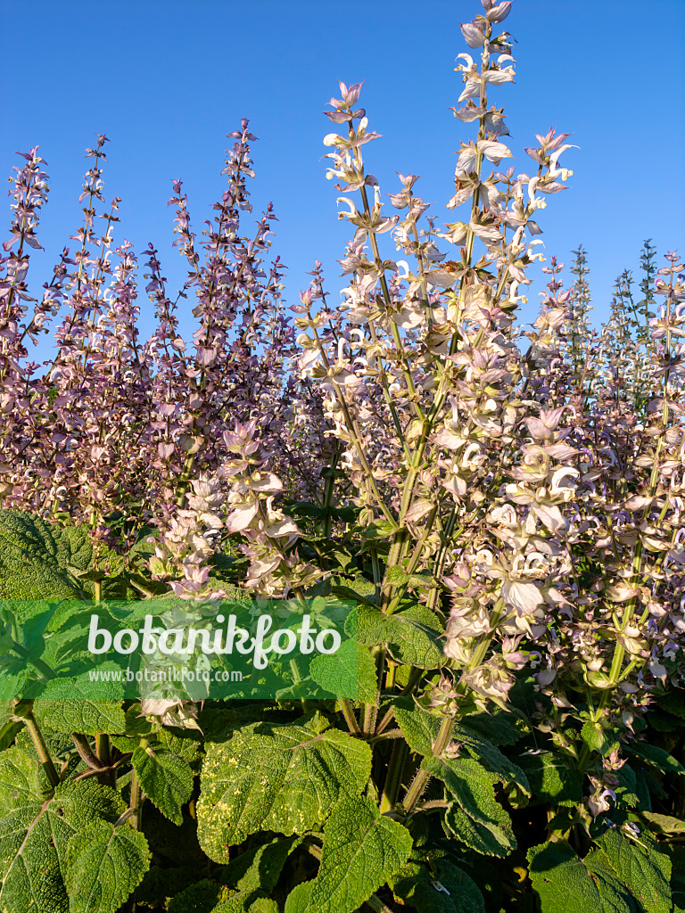 426329 - Clary sage (Salvia sclarea)