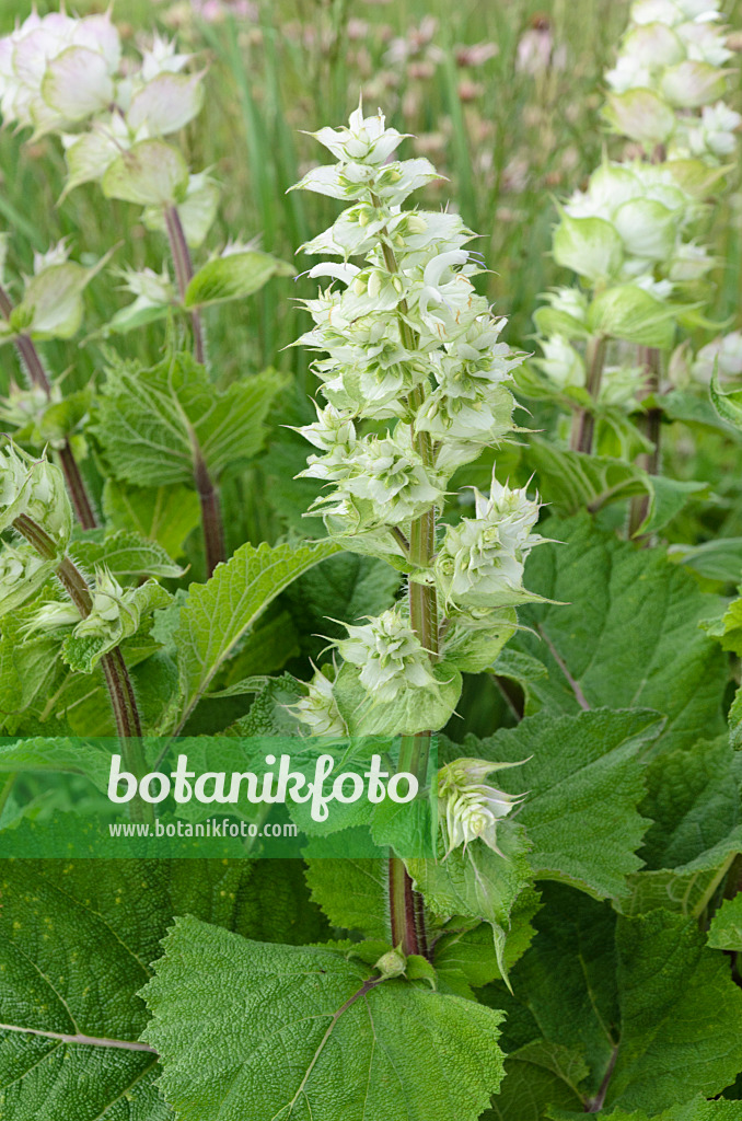 497066 - Clary sage (Salvia sclarea)