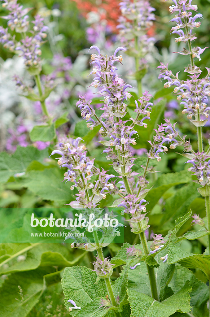 521305 - Clary sage (Salvia sclarea)