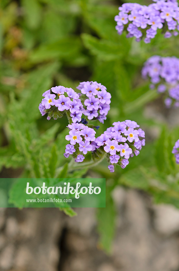 533026 - Clasping heliotrope (Heliotropium amplexicaule)