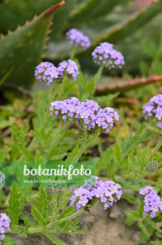 533028 - Clasping heliotrope (Heliotropium amplexicaule)