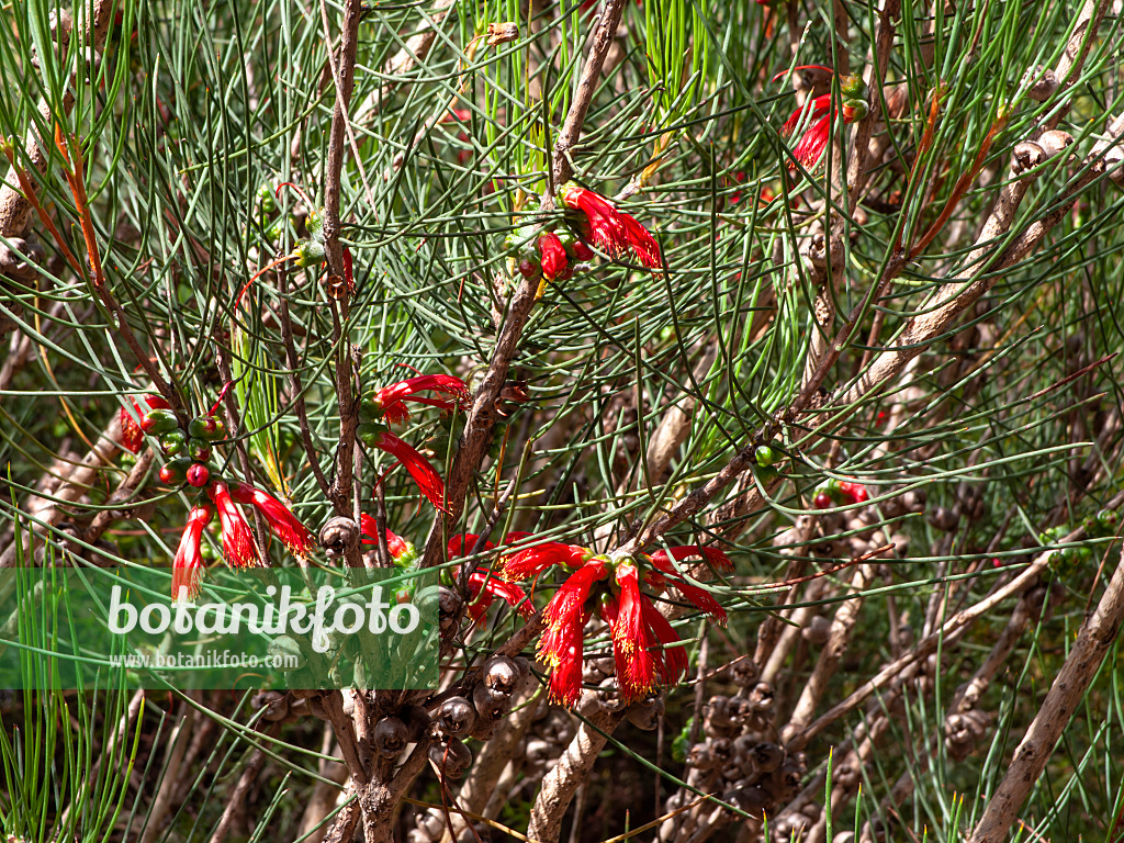 455299 - Claw flower (Calothamnus chrysantherus)