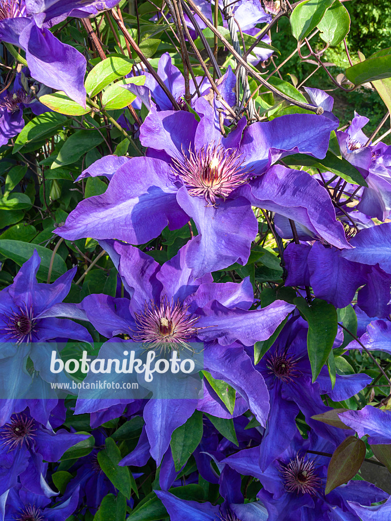 426117 - Clematis (Clematis)