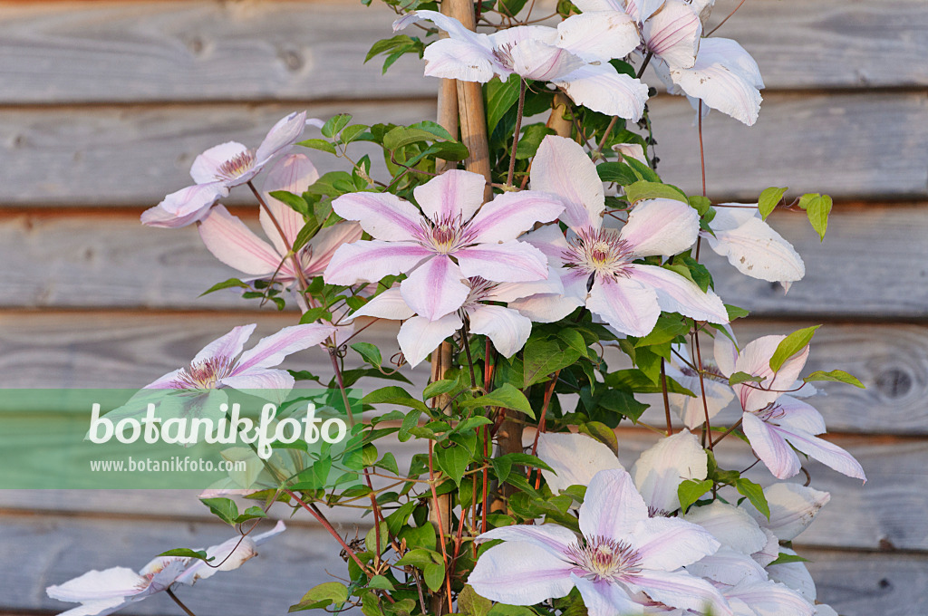 472355 - Clematis (Clematis)