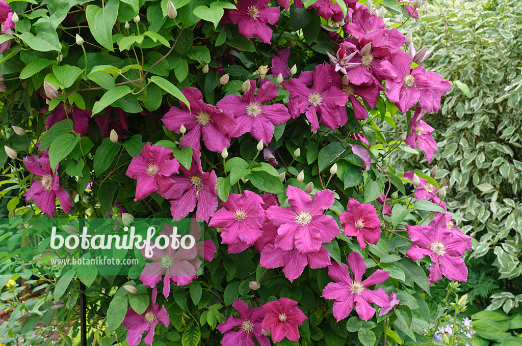 474093 - Clematis (Clematis)