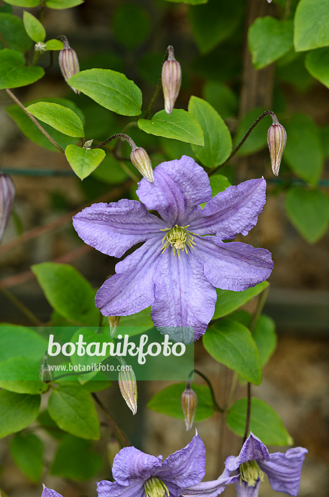 521354 - Clematis (Clematis)