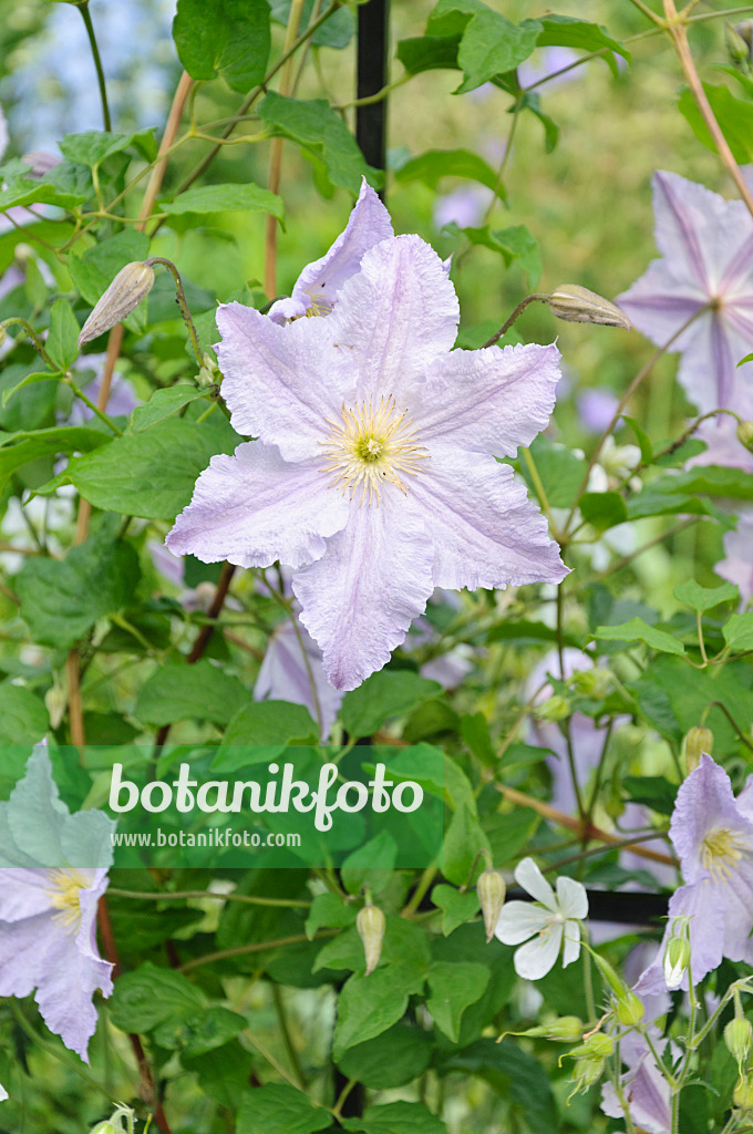 486014 - Clematis (Clematis Blue Angel syn. Clematis Blekitny Aniol)