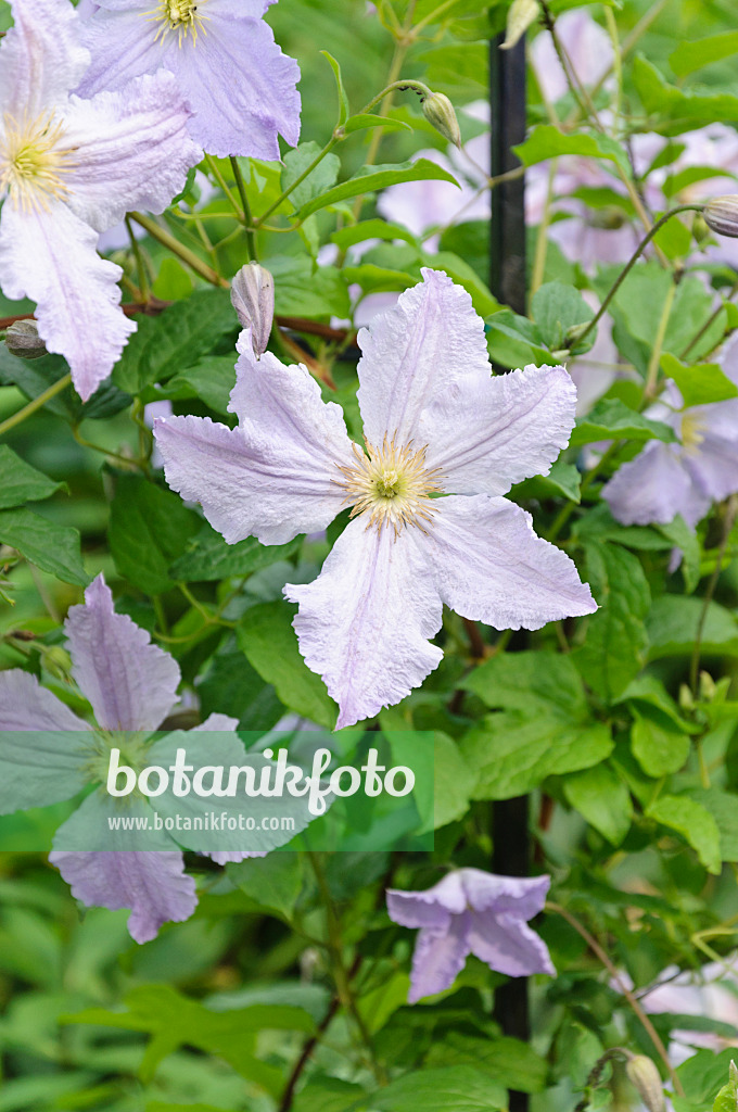 486015 - Clematis (Clematis Blue Angel syn. Clematis Blekitny Aniol)