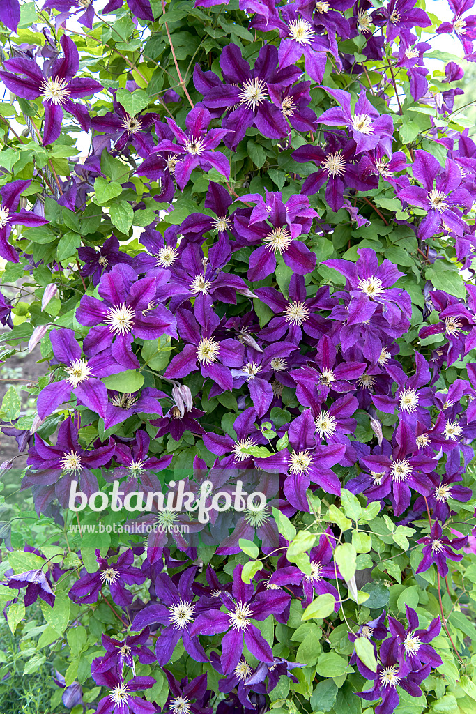 638047 - Clematis (Clematis Blue Belle)