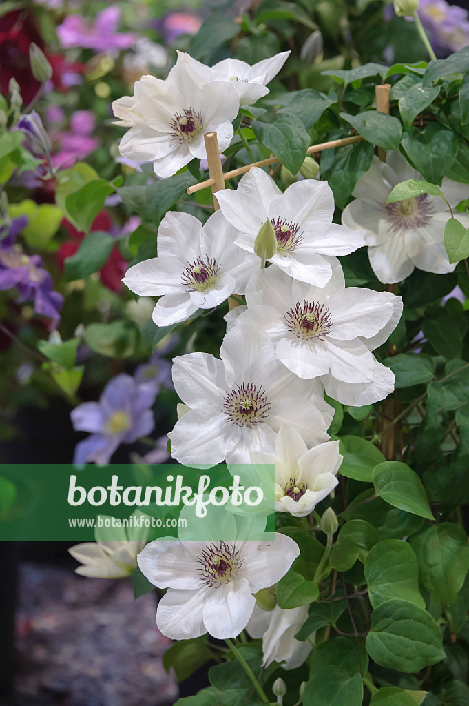 535394 - Clematis (Clematis Boulevard Ninon)