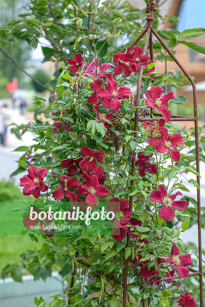 607027 - Clematis (Clematis Burning Love 'Vitiwester')