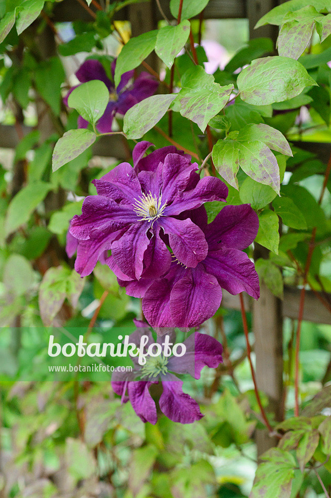 473270 - Clematis (Clematis Etoile Violette)