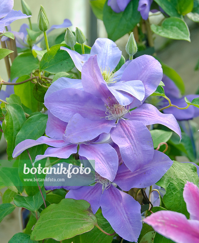 502152 - Clematis (Clematis General Sikorski)