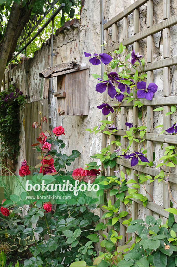 473275 - Clematis (Clematis x jackmanii) and rose (Rosa)