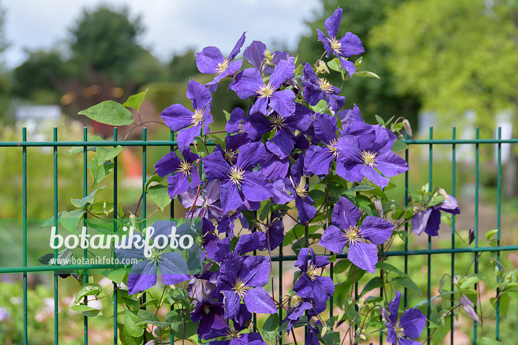 607025 - Clematis (Clematis x jackmanii 'Superba')