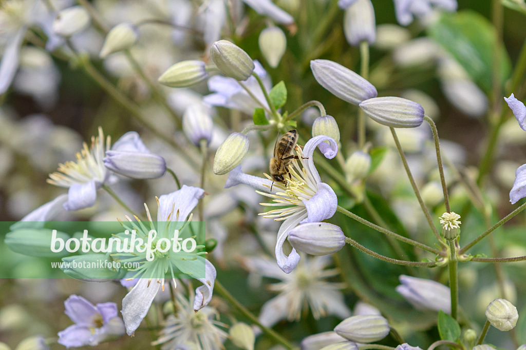 575063 - Clematis (Clematis Mrs Robert Brydon) and bee (Apis)