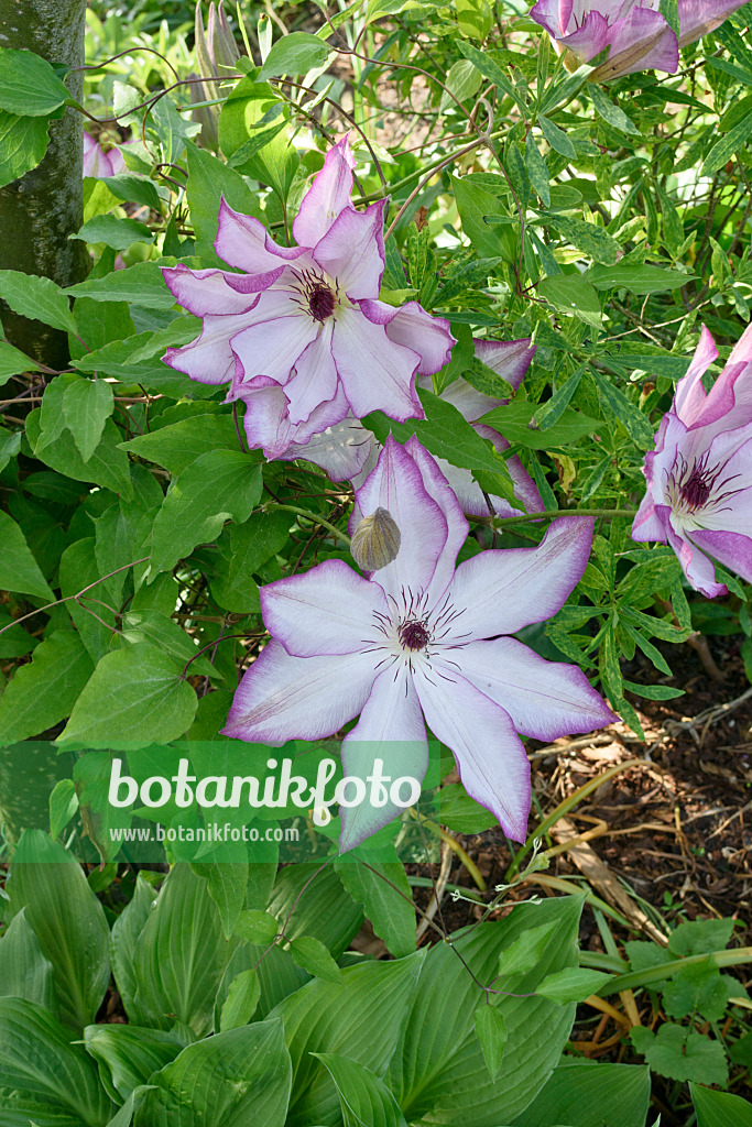 568014 - Clematis (Clematis Omoshiro)