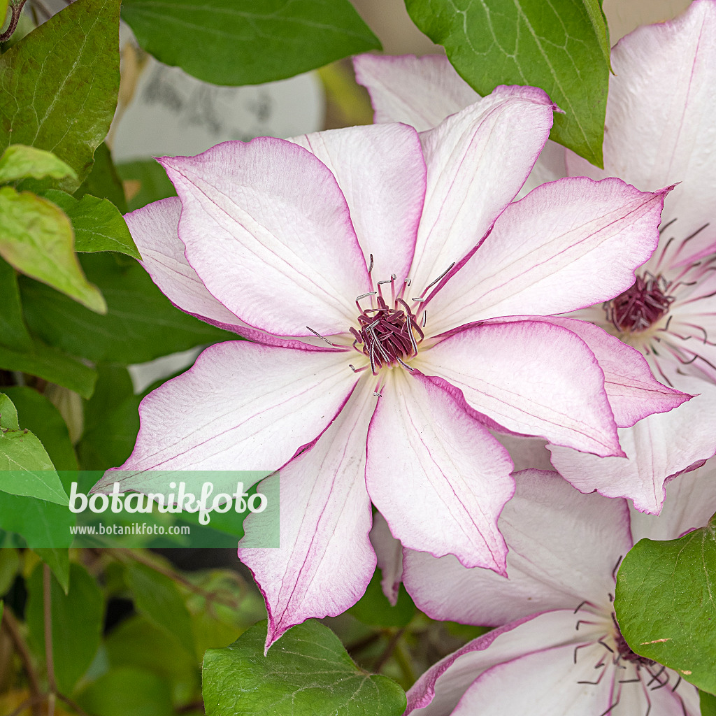 616186 - Clematis (Clematis Omoshiro)