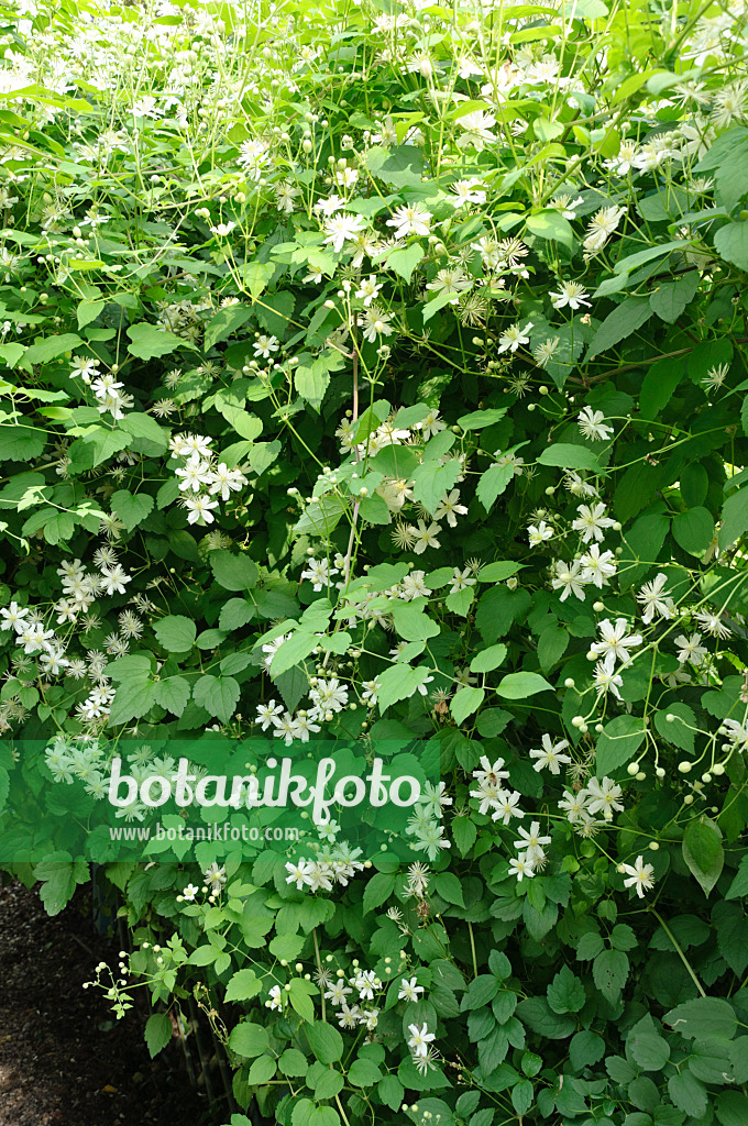 487266 - Clematis (Clematis Paul Farges)