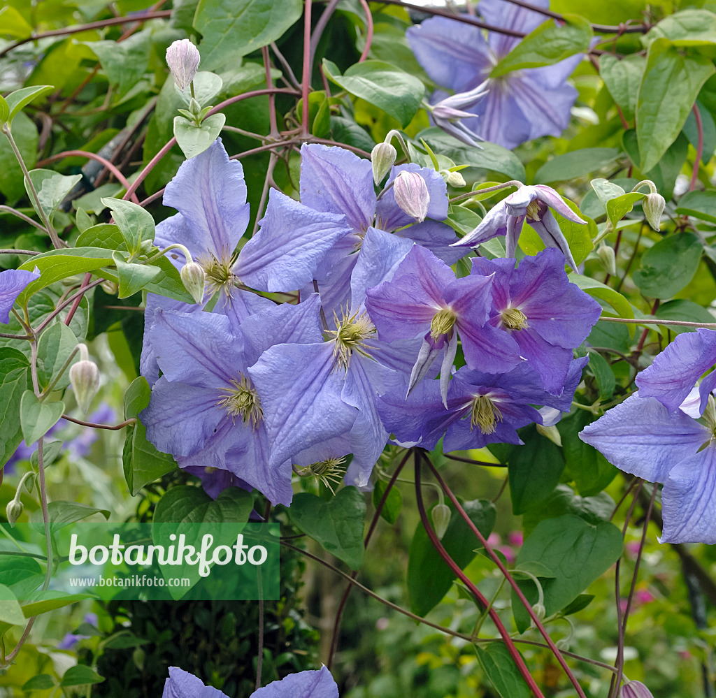 454011 - Clematis (Clematis Perle d'Azur)