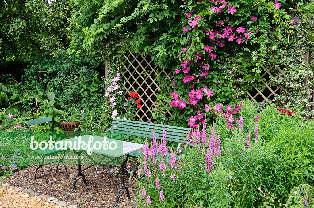 474097 - Clematis (Clematis Pink Fantasy and Clematis Ernest Markham) behind a seating area