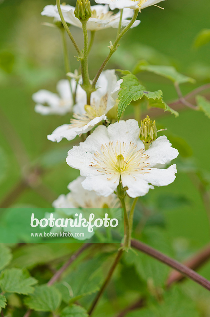 521525 - Clematis (Clematis potaninii syn. Clematis fargesii)