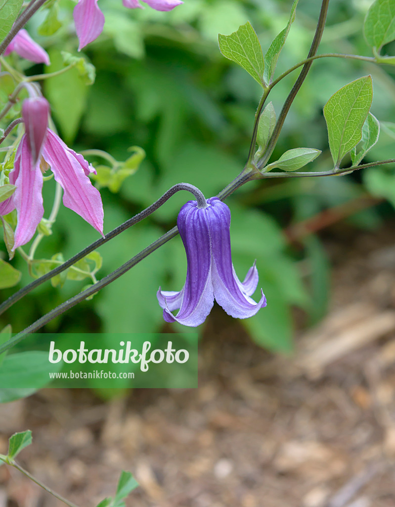 575065 - Clematis (Clematis Rooguchi) and solitary clematis (Clematis integrifolia 'Rosea')