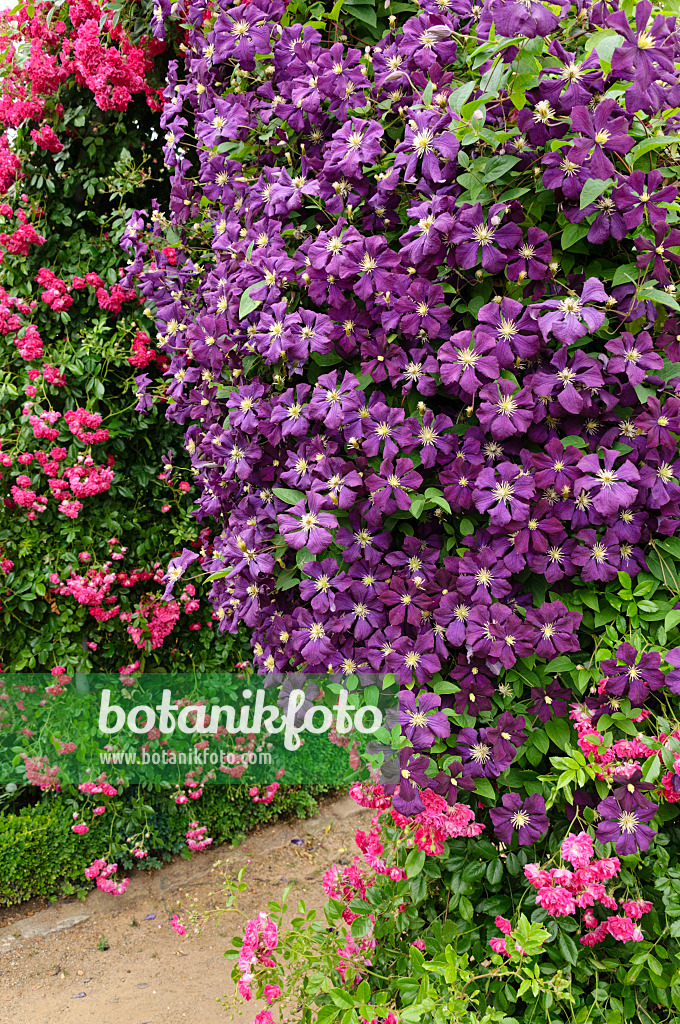 486055 - Clematis (Clematis) and rose (Rosa)