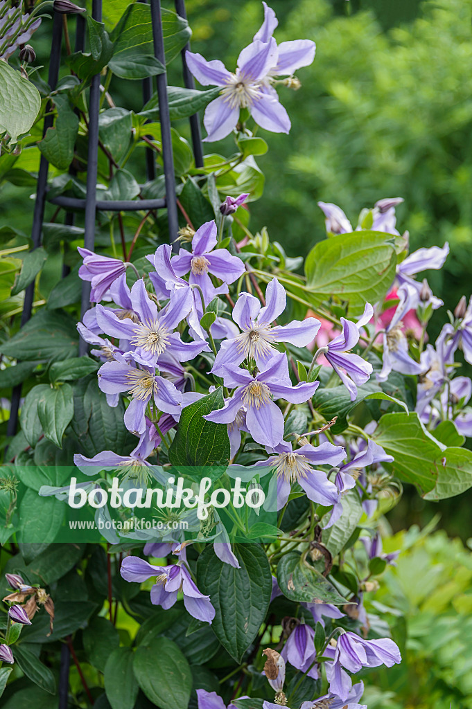 575066 - Clematis (Clematis Star River)