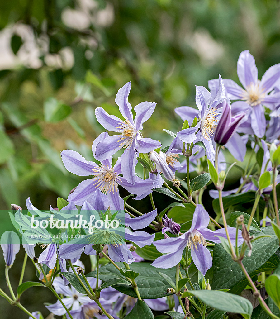 616188 - Clematis (Clematis Star River)