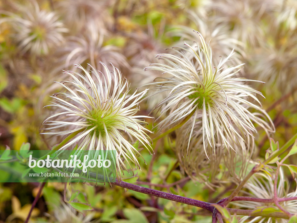 431005 - Clematis (Clematis tibetana)