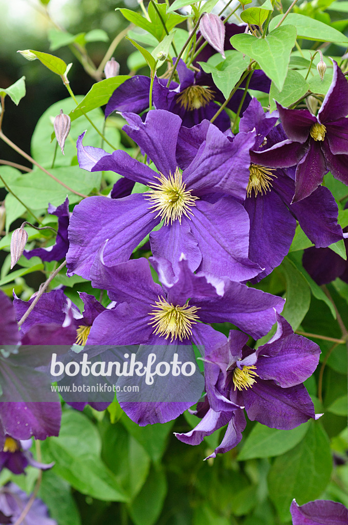 486078 - Clematis (Clematis Viola)