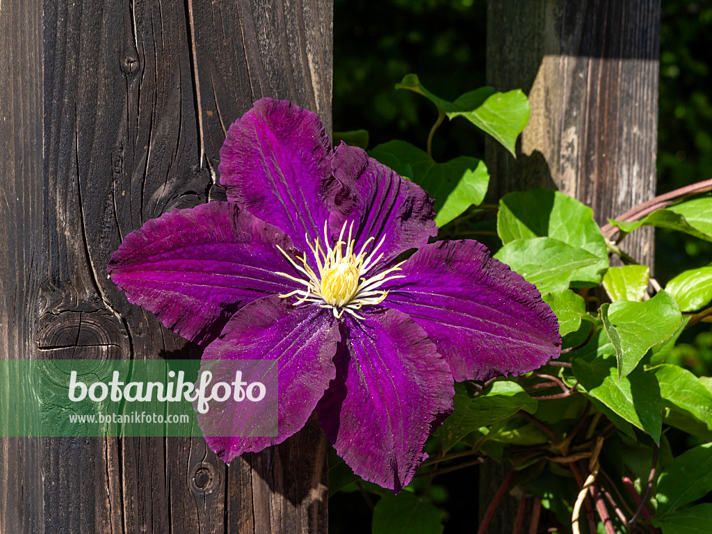 460133 - Clematis (Clematis Warszawska Nike)