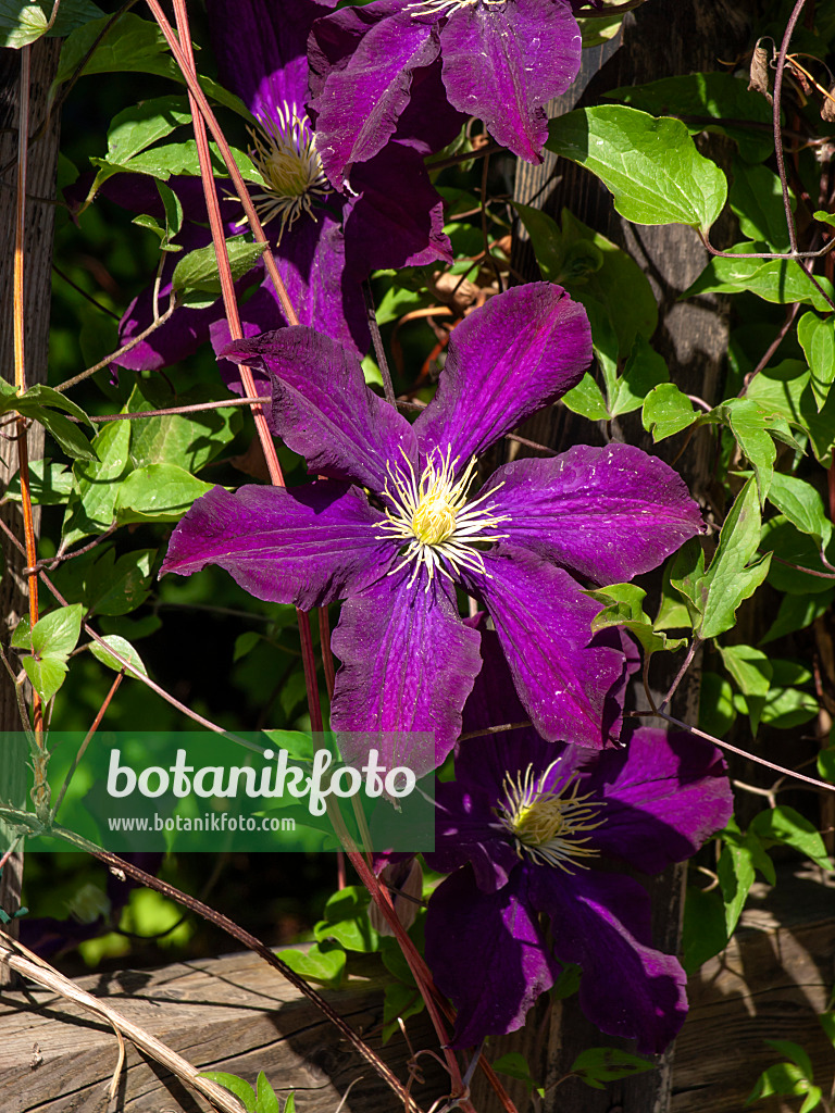 460134 - Clematis (Clematis Warszawska Nike)