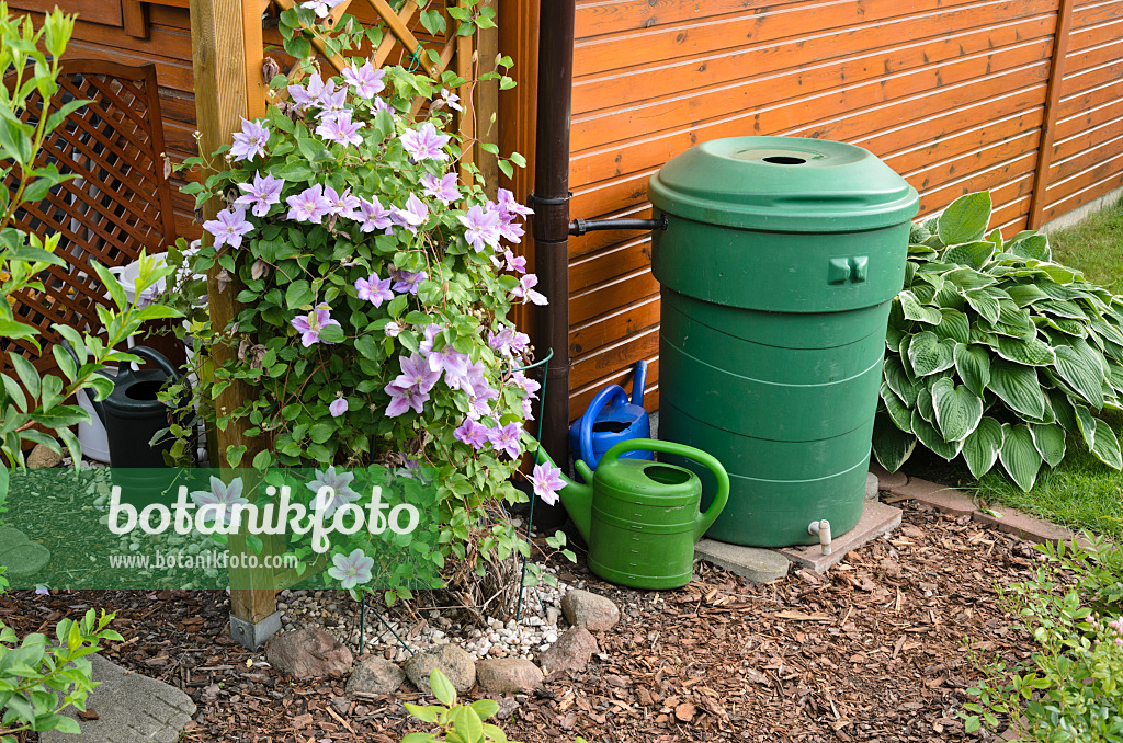 534033 - Clematis (Clematis) with rain barrel and watering cans